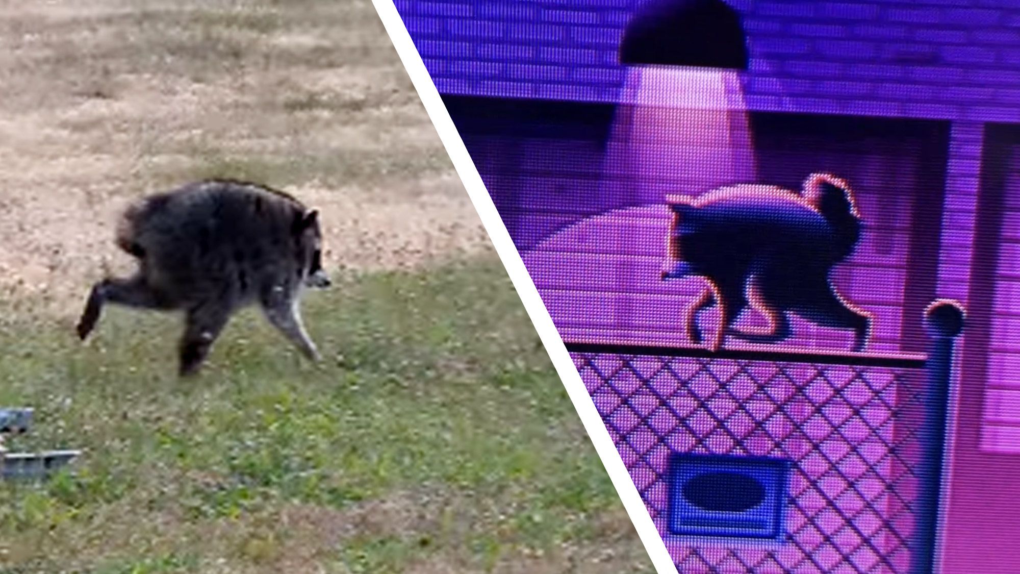 Jimothy is in Roku City! The inside story of how the viral raccoon climbed inside one of America’s most popular streaming platforms