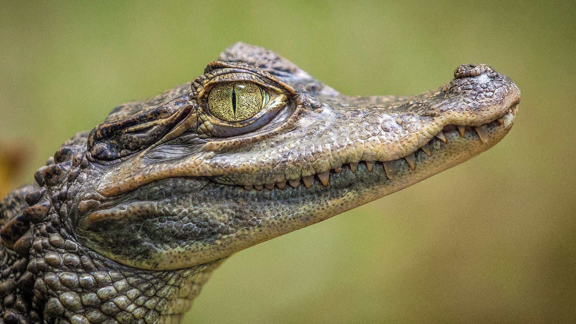 Singapore man faces 10 years in jail for creating AI crocodile image that triggered reservoir closure — as deleting Gemini app takes him into deeper waters