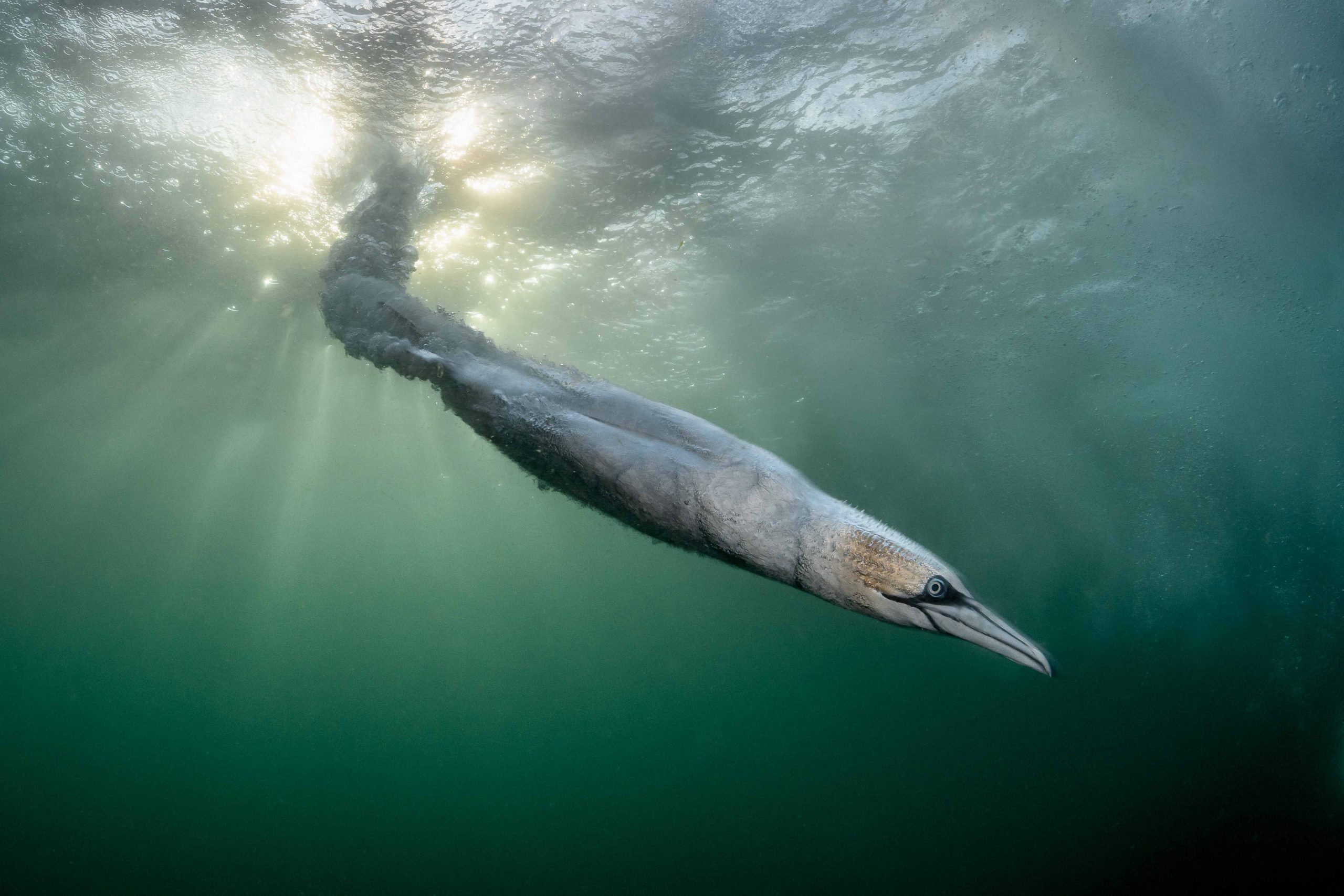 How Canon Dominates the Bird Photographer of the Year 2026