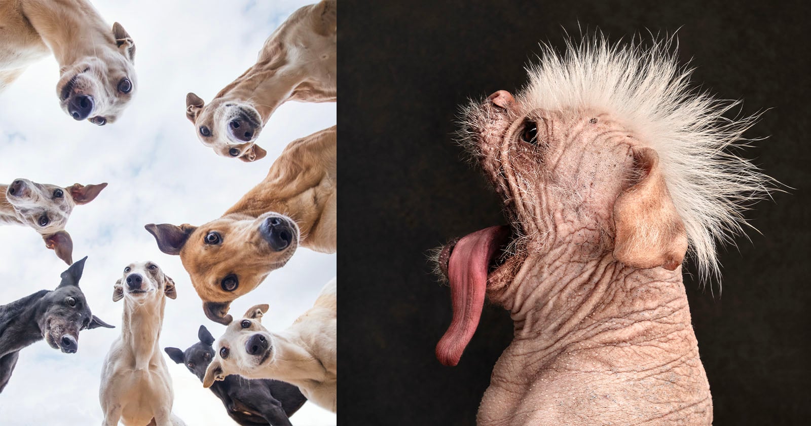 18 Adorable Winners From the Dog Photography Awards