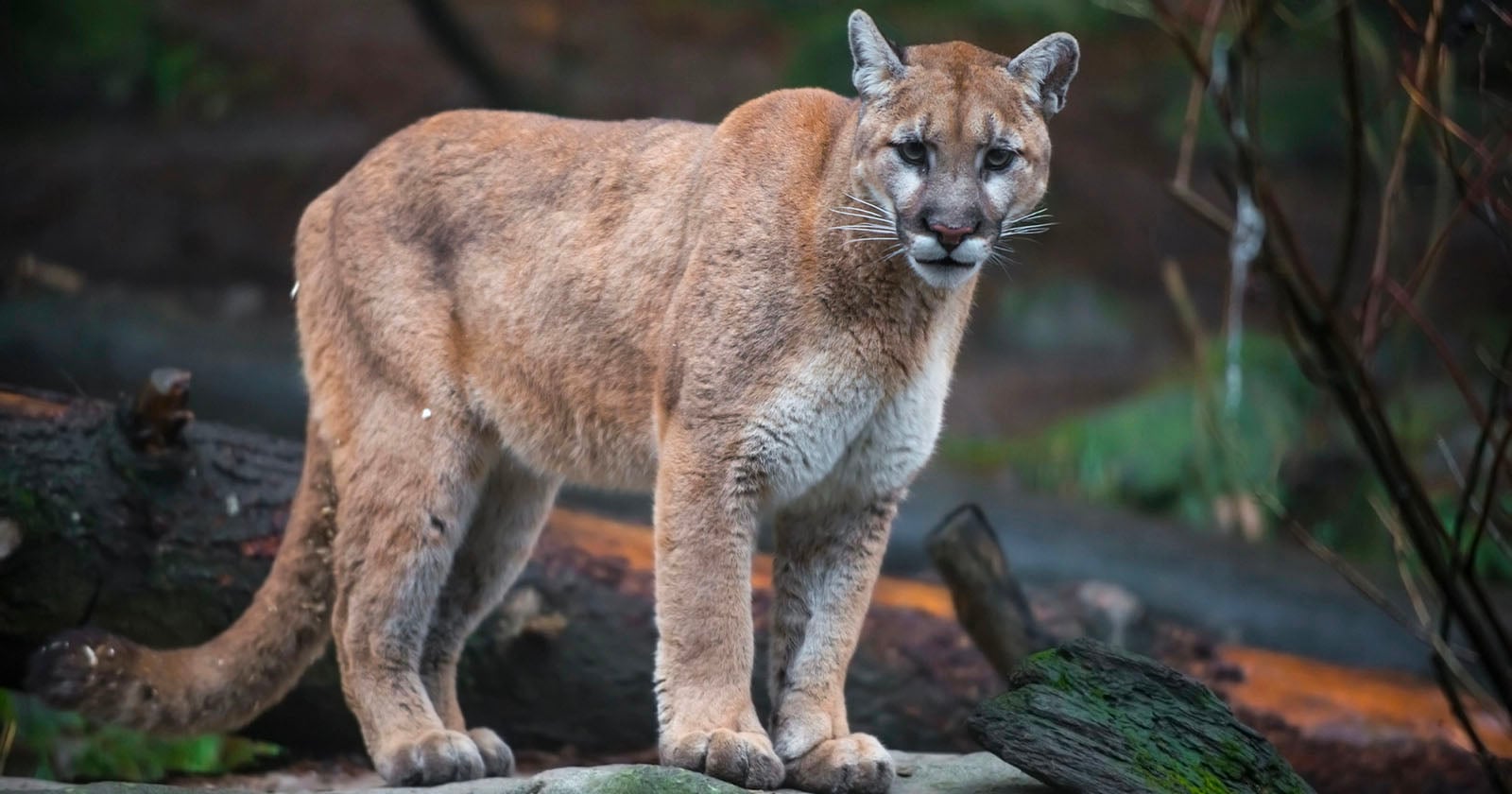Photographer Has Fist Fight With Mountain Lion After It Attacked His Dog