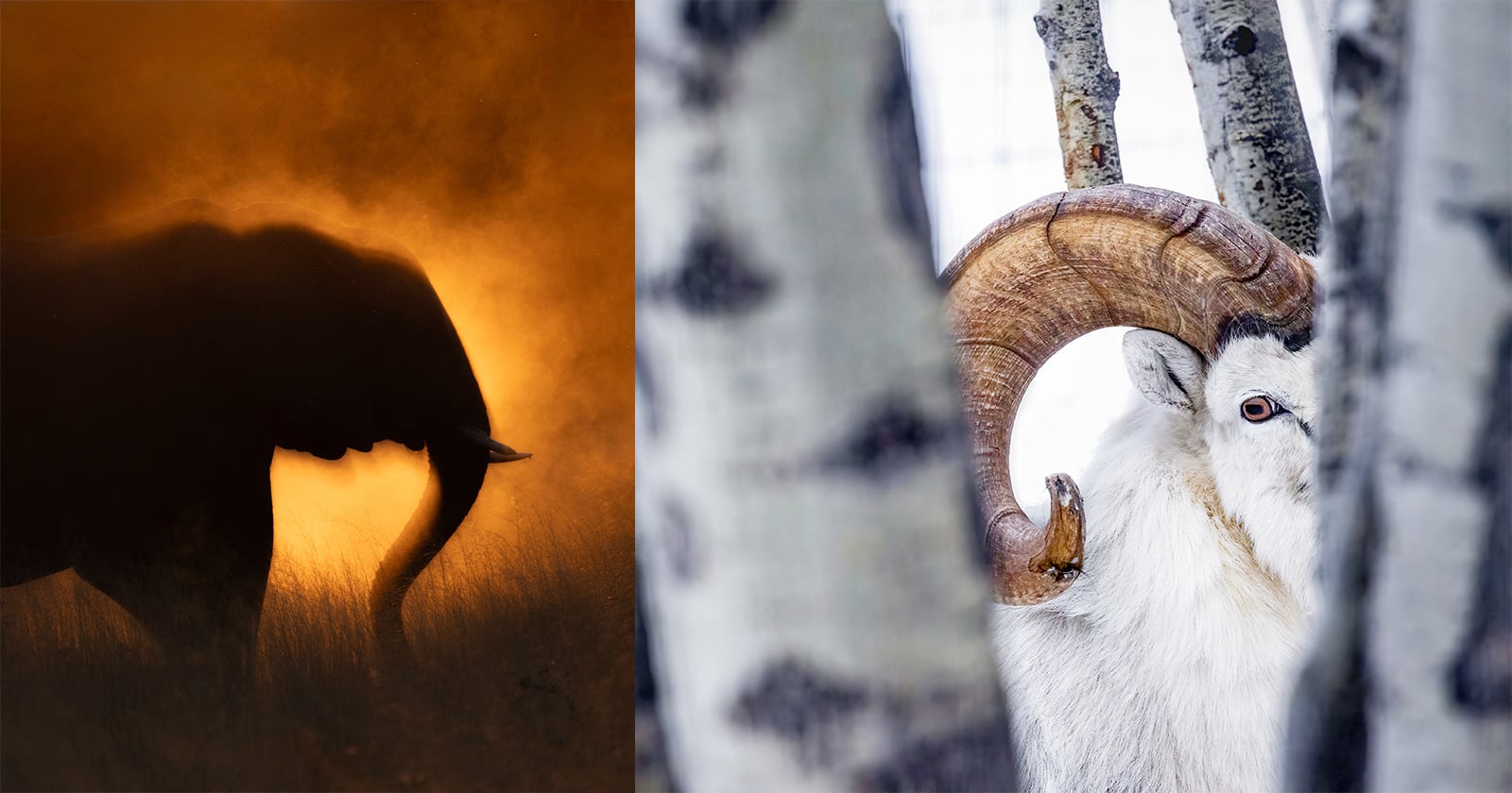 The Magic of Mystery: Why Great Images of Nature Ask More Questions Than They Answer