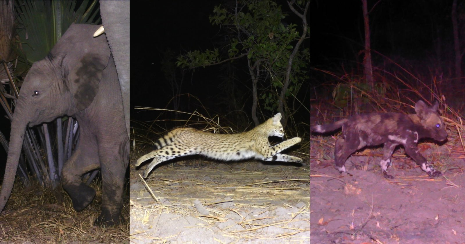 Camera Traps Capture a Year of Rare Animals Living in East Africa