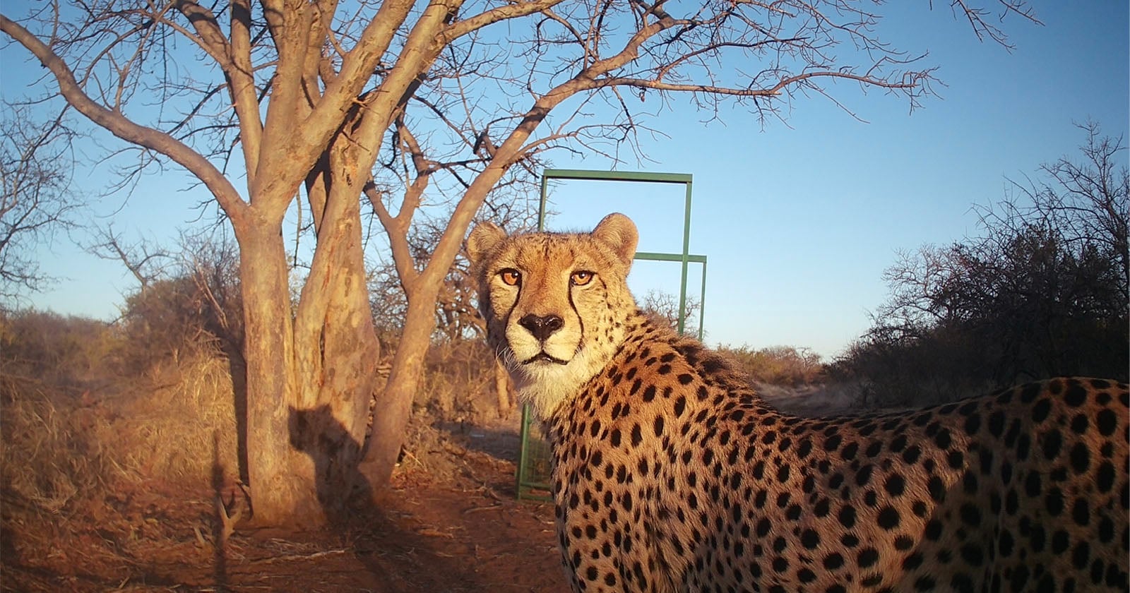 Camera Trap Survey of Cheetahs in South Africa Makes for Sad Reading
