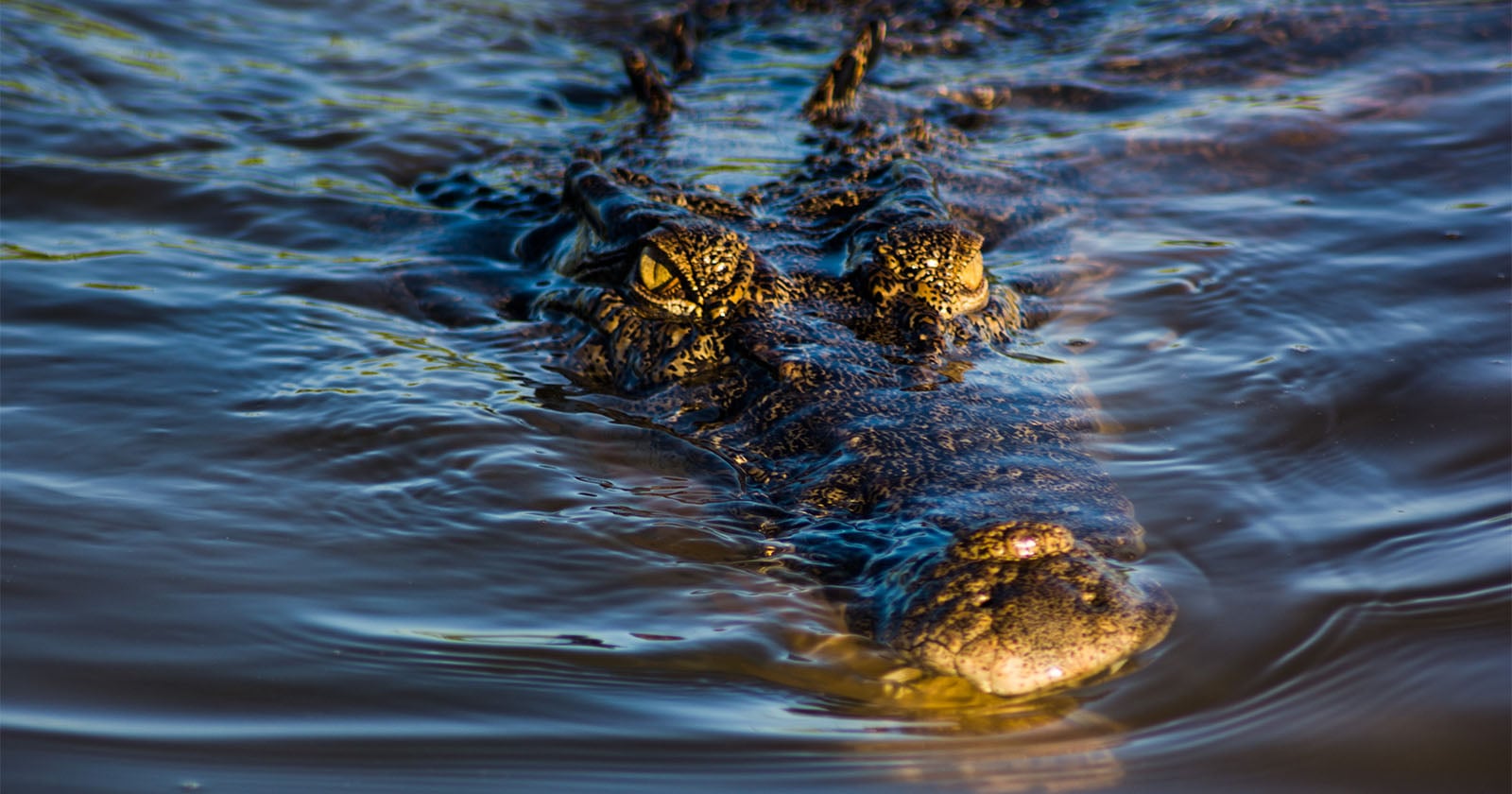 Man Faces Up to 10 Years In Prison After Sharing AI Image of a Crocodile