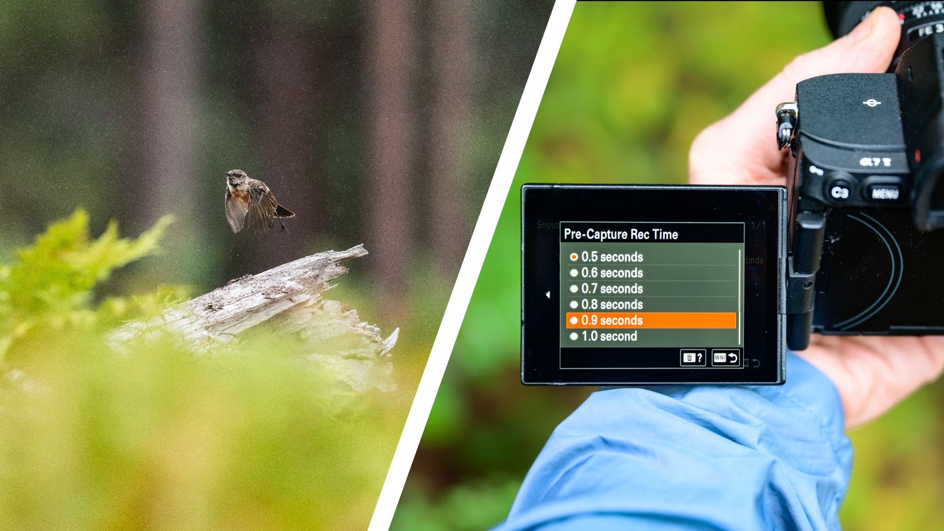 How ‘pre-capture’ turned my missed moments into some of my favorite wildlife photos