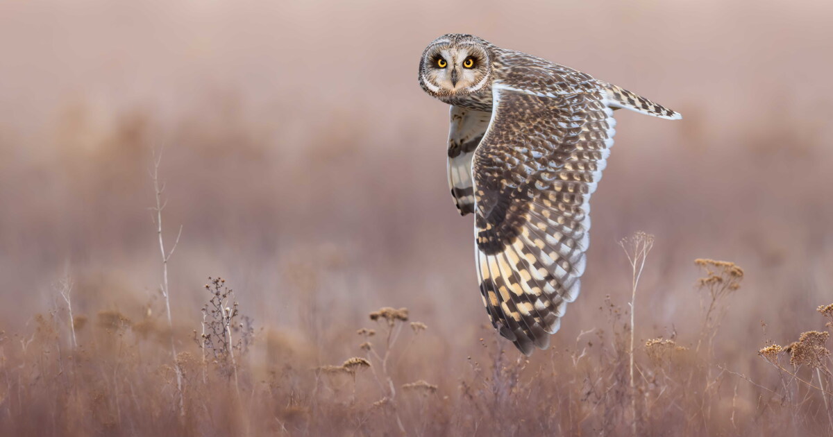 What a hoot: 2026 Bird Photographer of the Year winners