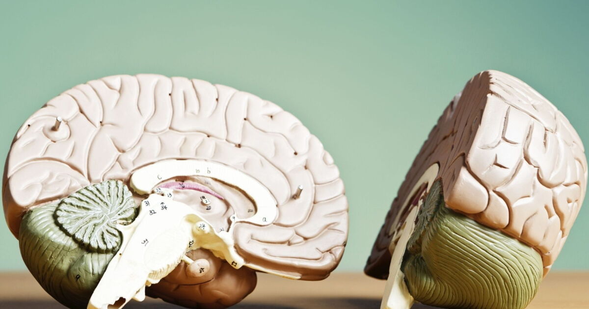 The brain may not be a single organ after all