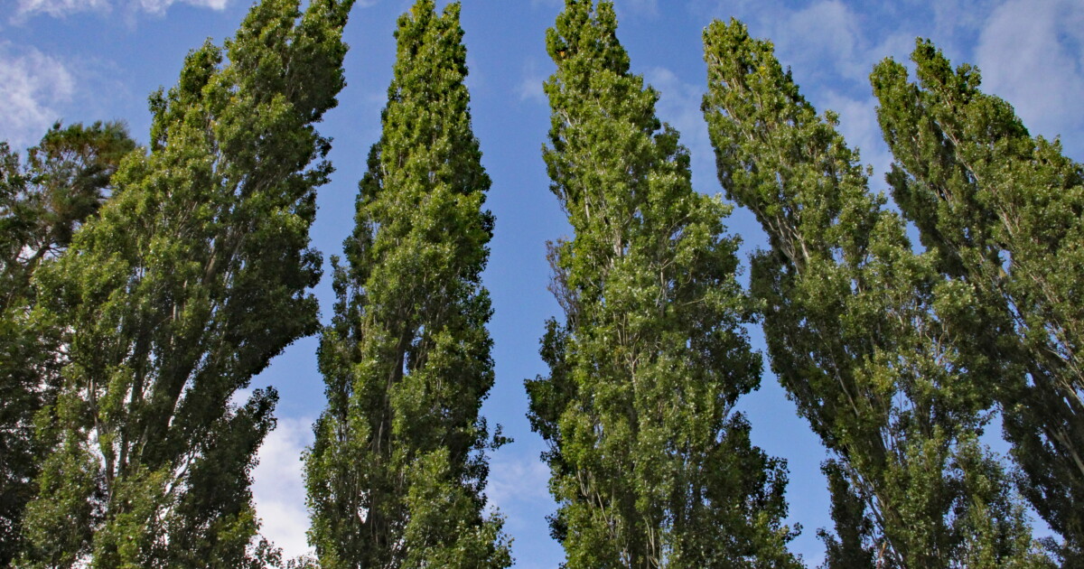 Newly identified ‘muscles’ shape trees in way once thought uniquely animal