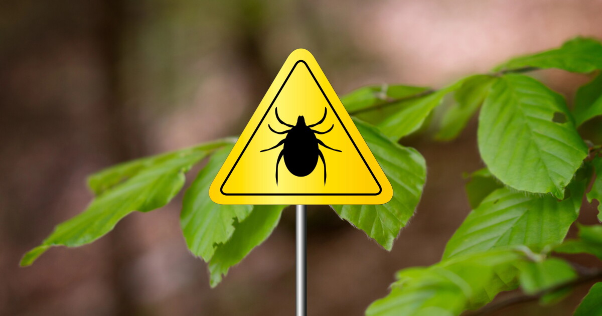 Serious human illness transmitted by ticks has been identified