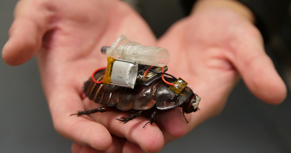 Will a cyborg cockroach paramedic save your life in the future?