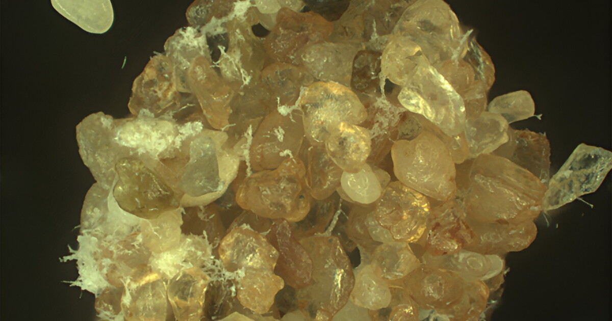 ‘Living sand’ aims to bring crops to infertile desert wastelands