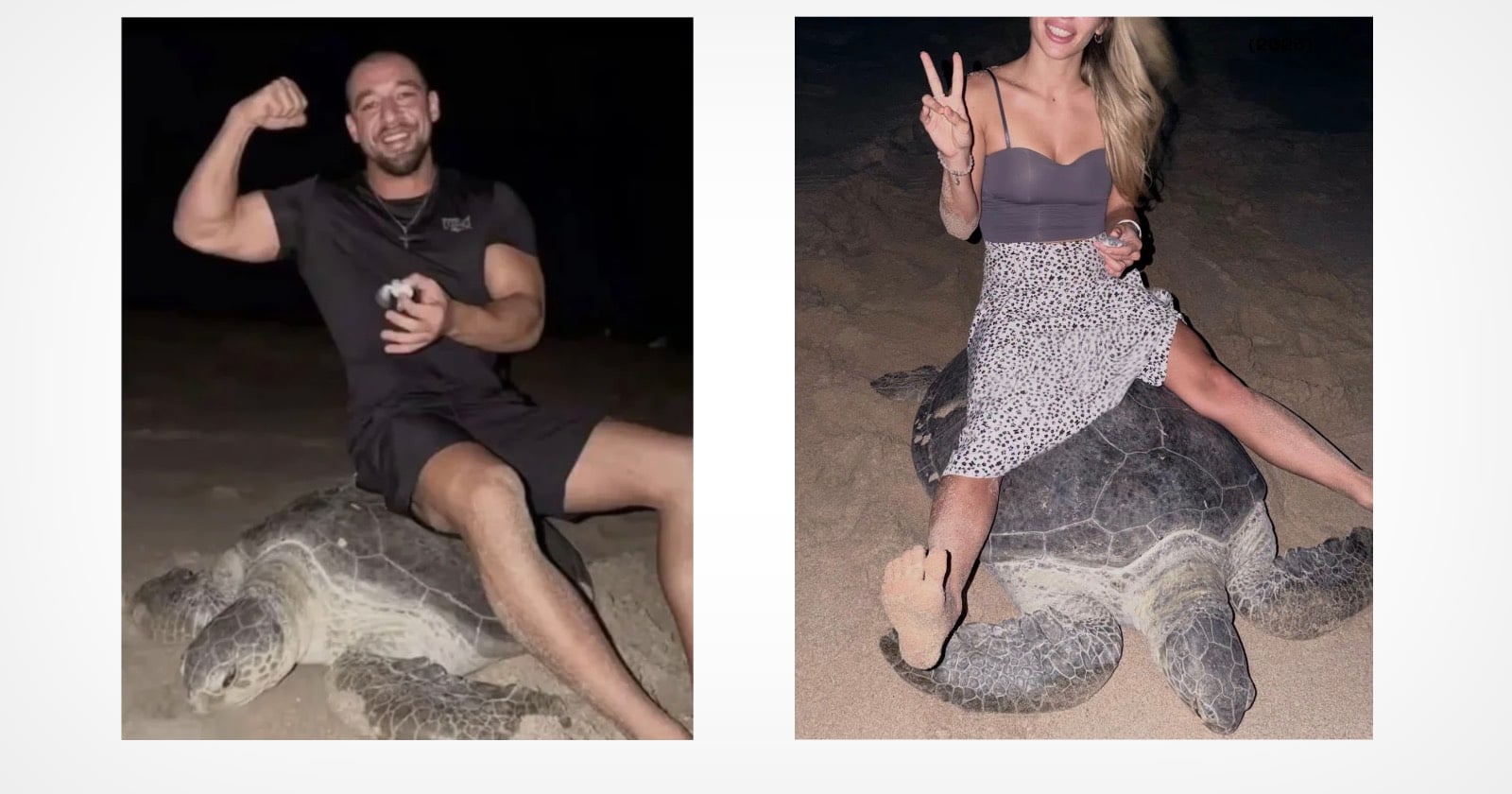 Influencer Couple Face Legal Action Over Vacation Photos Showing Them Sitting on Sea Turtle