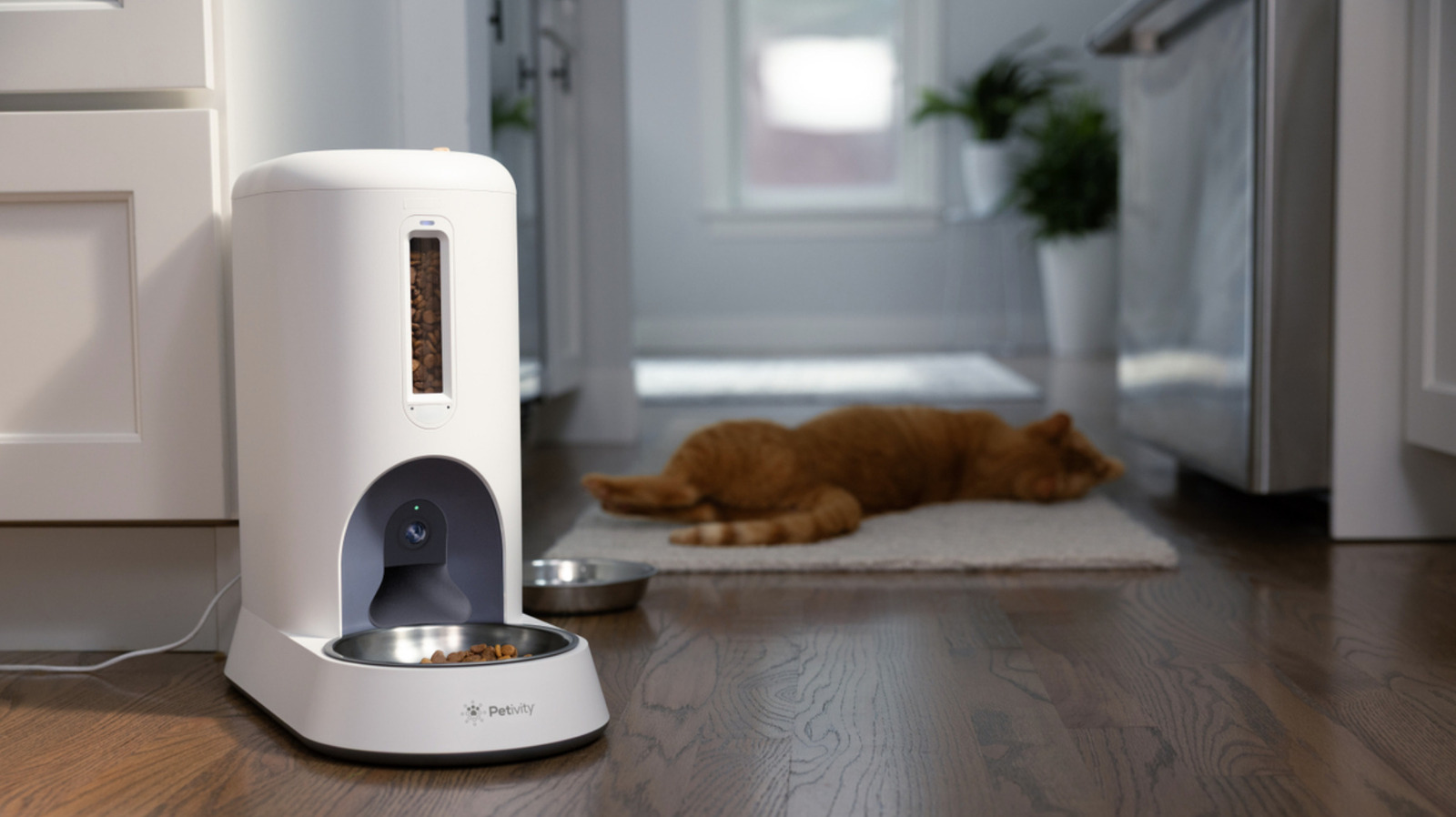 Petivity’s new smart feeder asks the question ‘what if Flock, but for cats?’ – Engadget