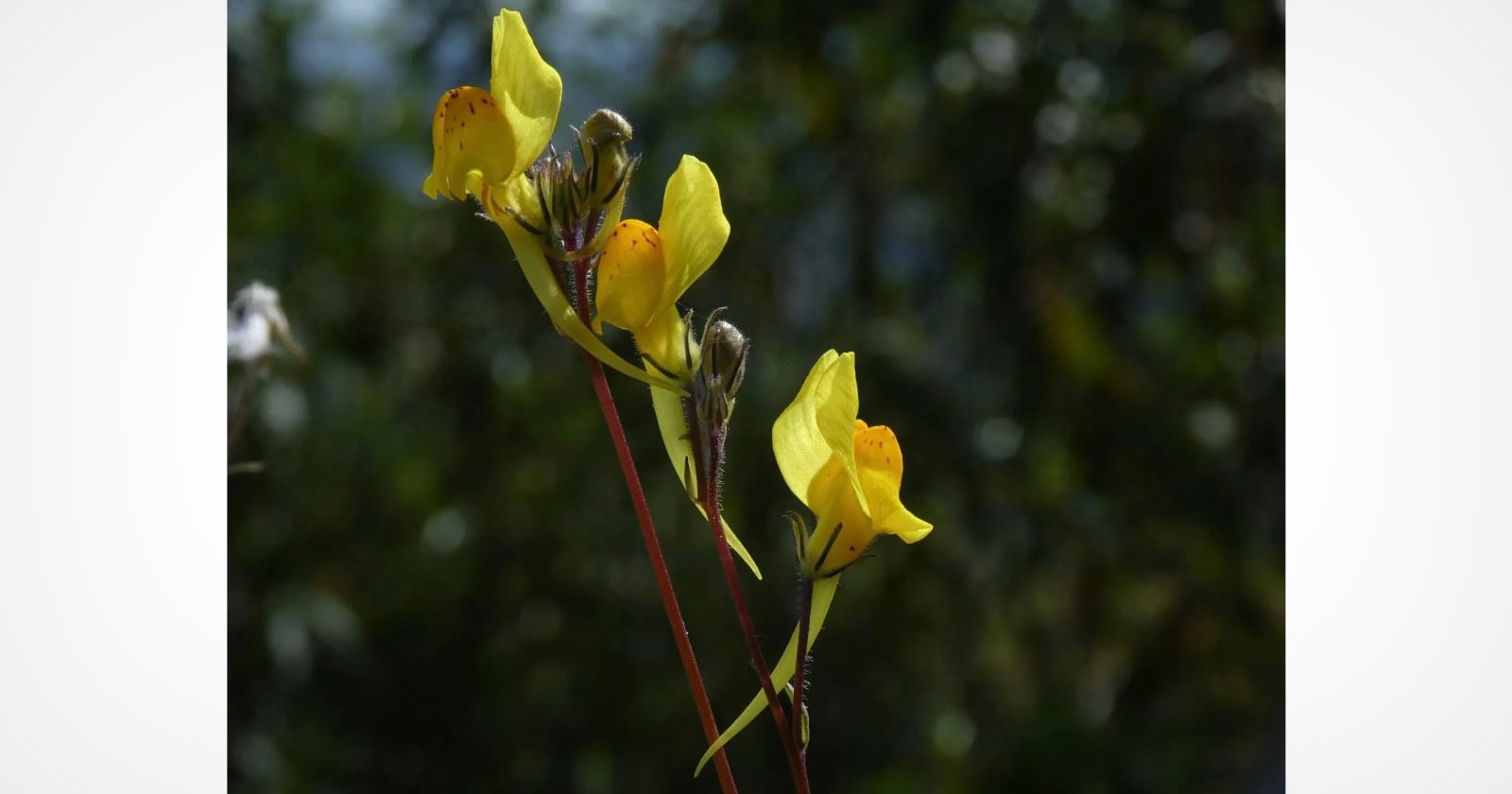 Tourist’s Photo Accidentally Leads to Discovery of New Flower Species