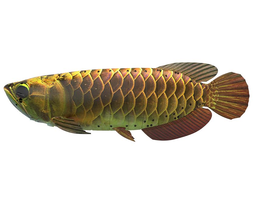 China’s autonomous ‘bionic robot’ fish looks just like the real one, perfect for covert military operations — Robocean BG5 could also be used to track poachers