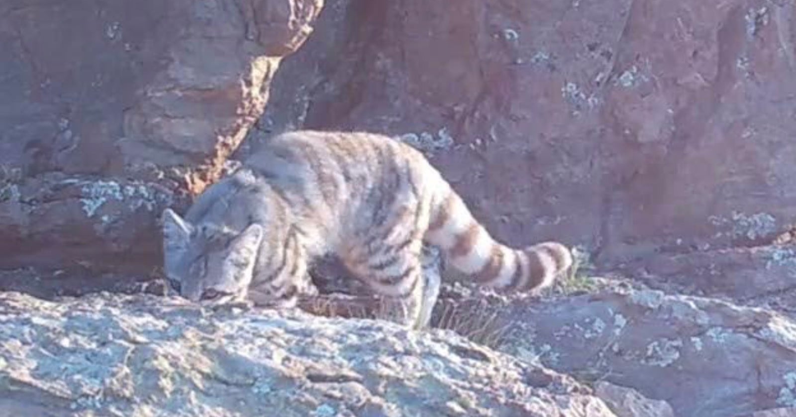 Camera Trap Captures Rare Footage of Endangered ‘Andean Cat’ Living in Remote Mountains