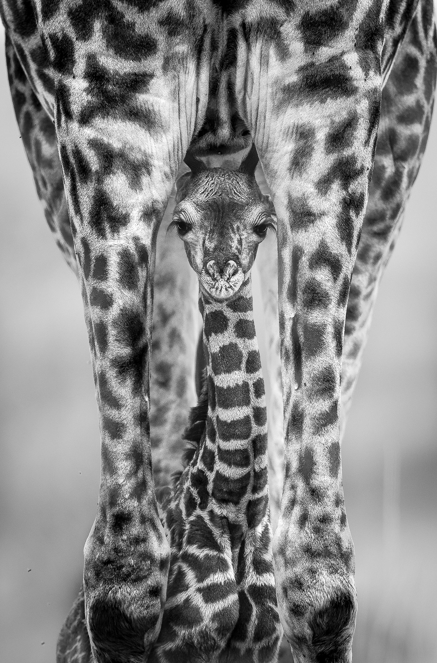 “This young giraffe was no more than a few hours old,” says award-winning wildlife photographer. “We watched at a distance as the young giraffe suckled, still wobbly on its legs before coming forwards towards us,” captured with a 14-year-old DSLR camera