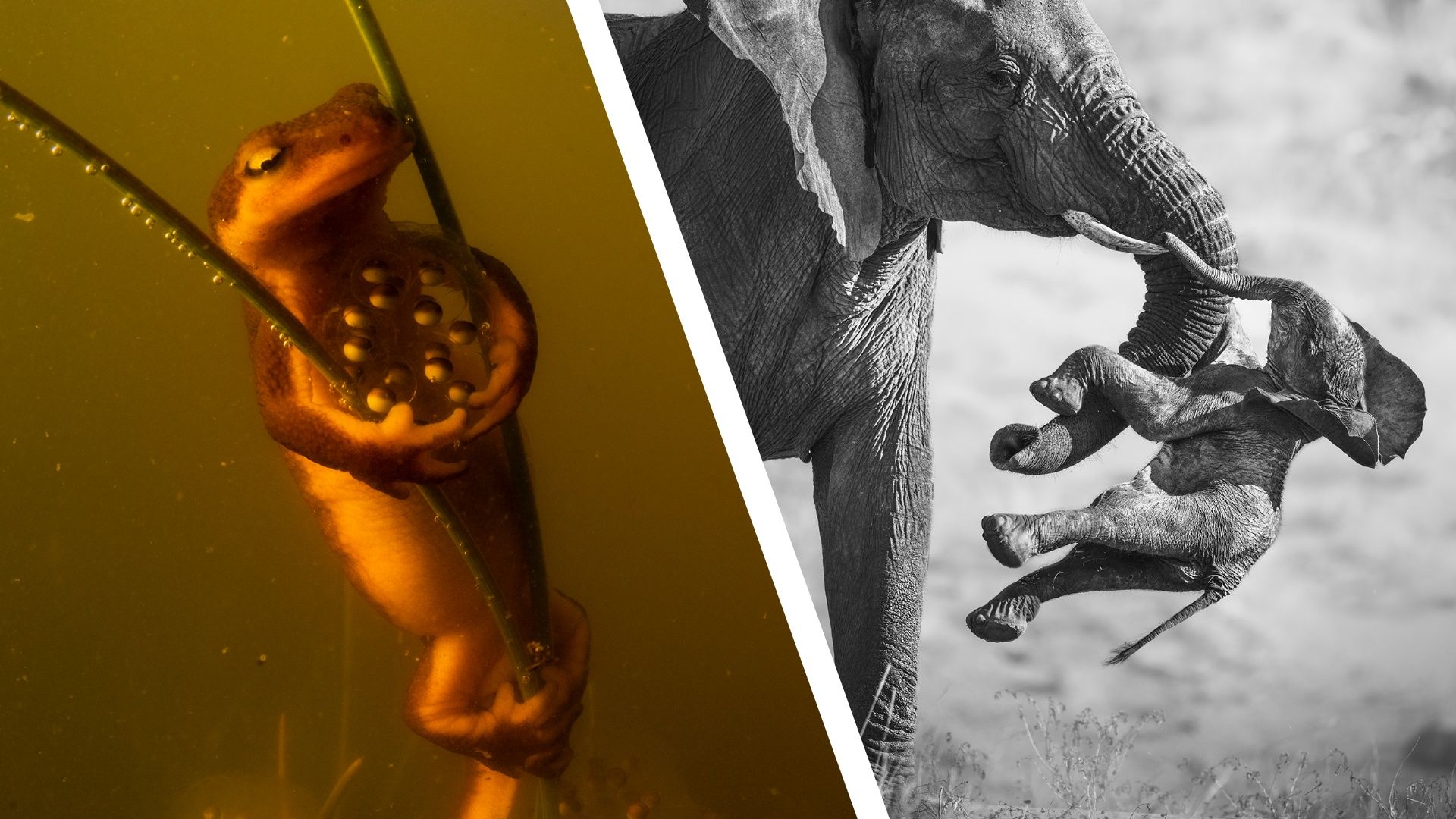 ‘Heartbreakingly poignant’ image of an elephant carrying a dead calf wins major Wildlife Photographer of the Year contest, and gives us an ‘insight into complex animal behaviour’ — here are the category winners