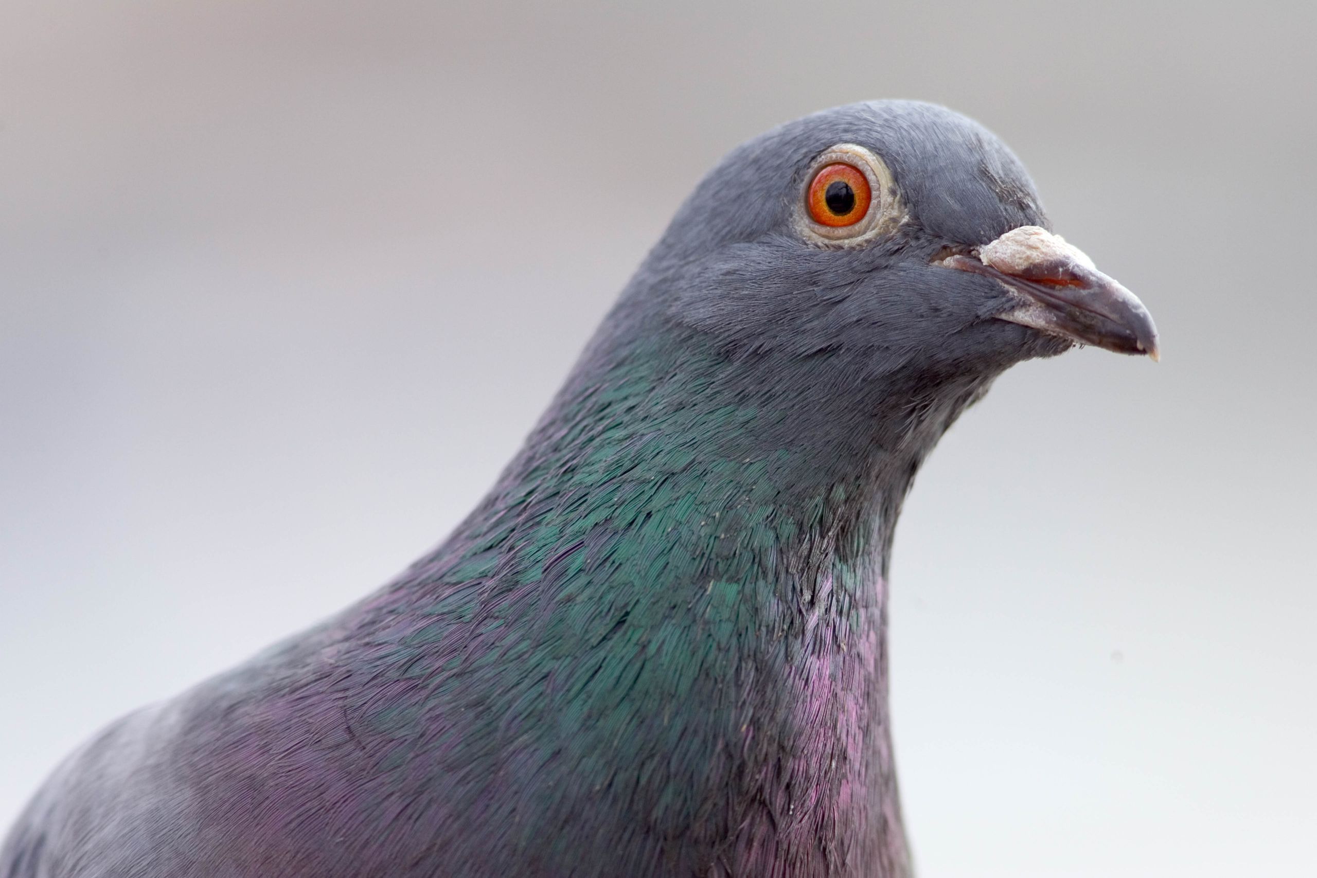 A piece of the world’s oddest network deployment has gone up for auction — if you fancy owning a piece of pigeon-powered internet, it can be yours for just $4,000