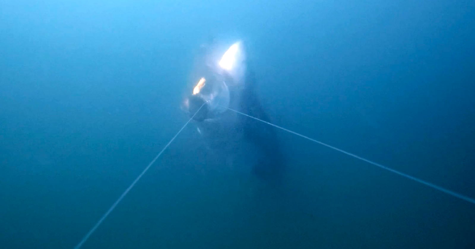 Nat Geo Photographer Captures First-Ever Footage of Great White Shark Snatching Fish Off Line