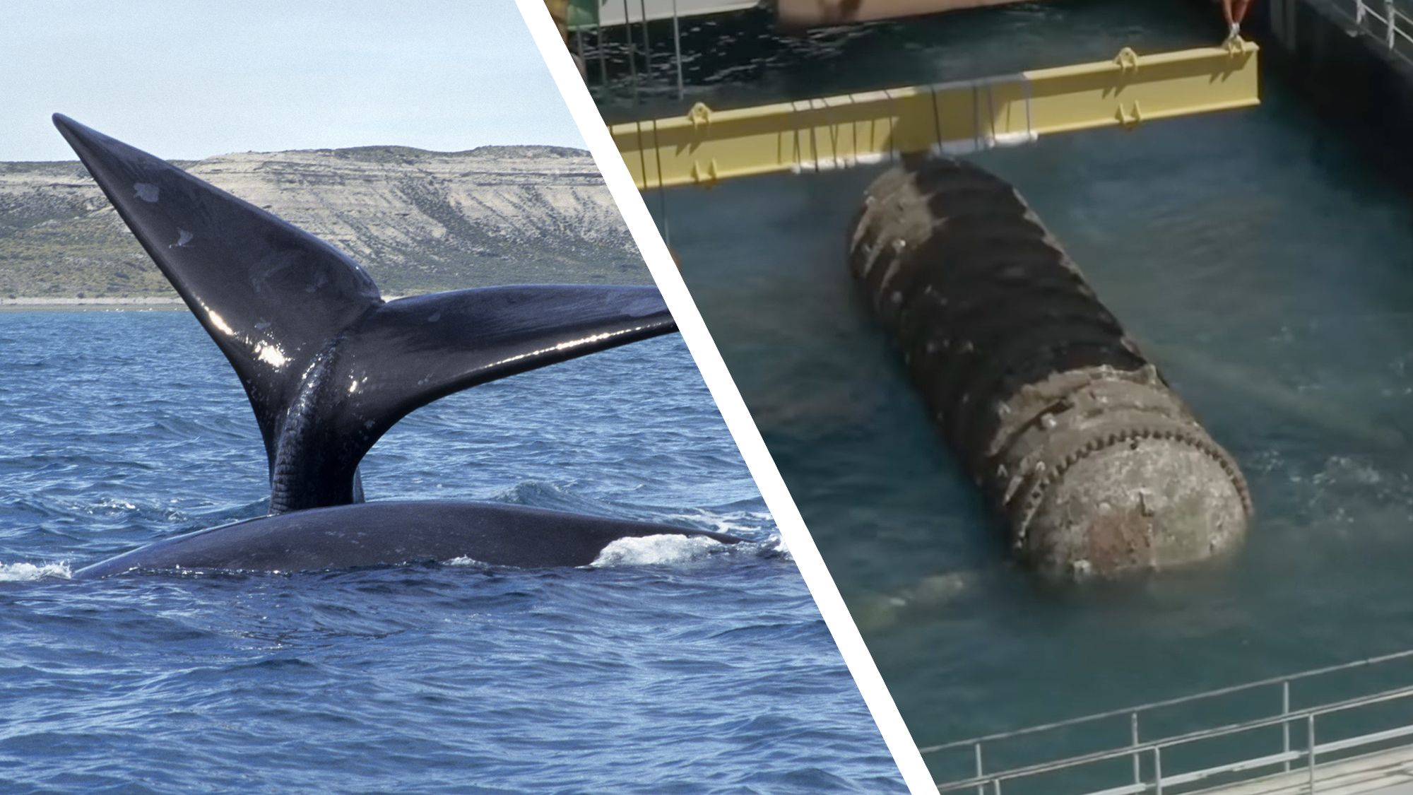 AI firms want to build underwater data centers in the middle of an endangered whale habitat — but Alaskan campaigners have branded the plans ‘really outrageous’