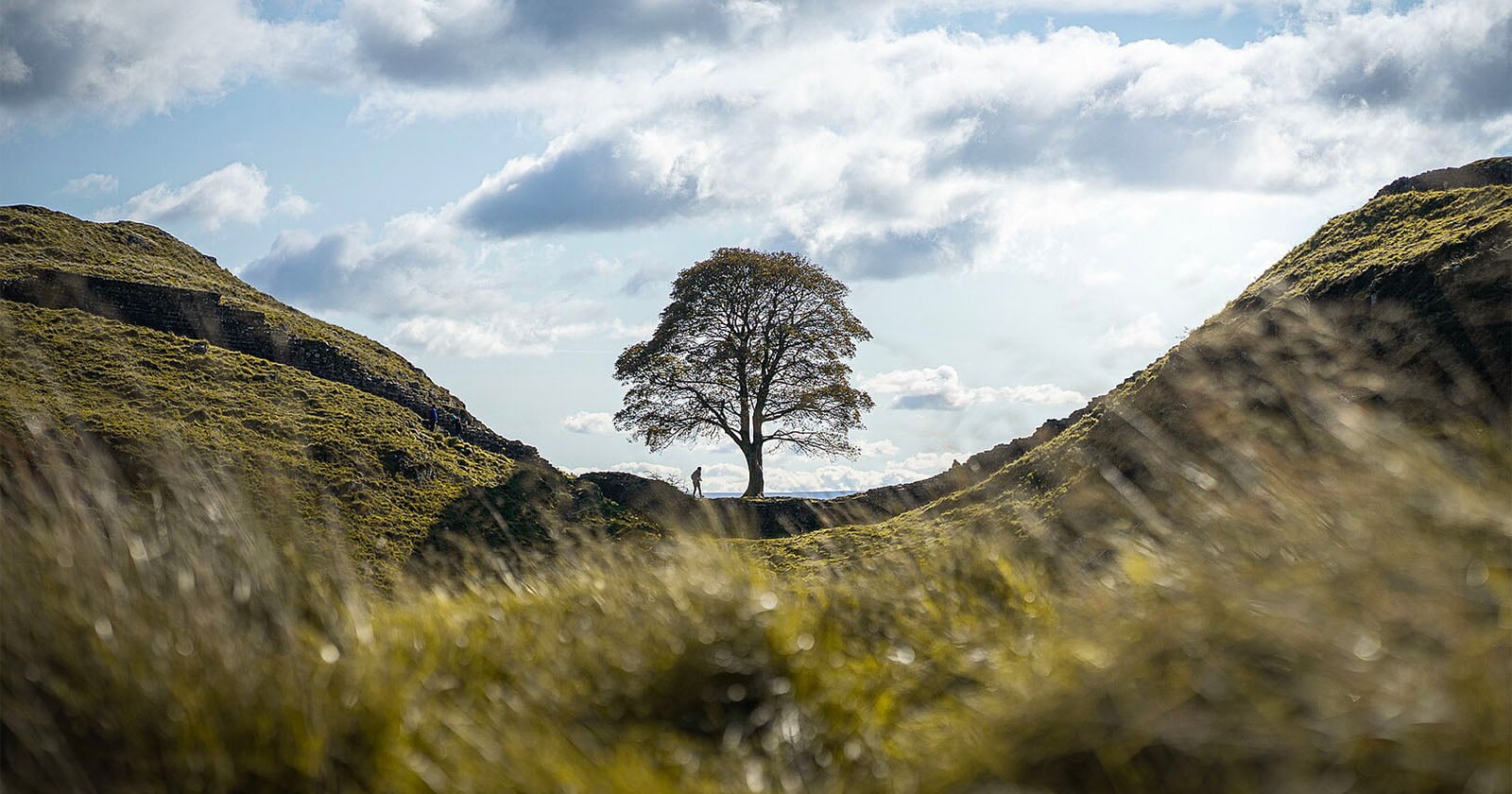 Sycamore Tree Beloved by Photographers That Was Felled is Showing Signs of Recovery