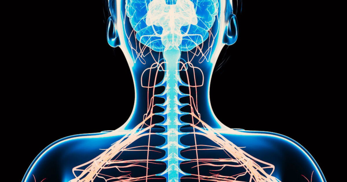 World-first spinal cord transplant claim raises questions we can’t yet answer