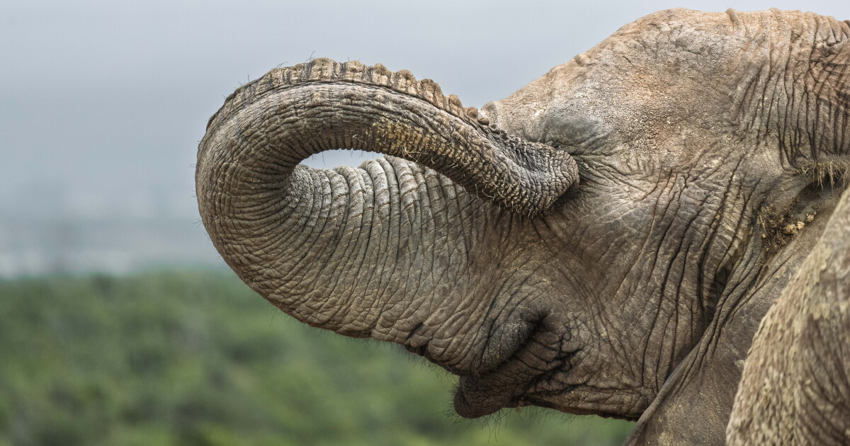 Comedy Wildlife Awards spark much-needed joy in nature