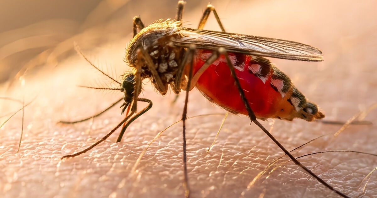 Google wants to spread mosquitos to fight deadly diseases. Here’s why.