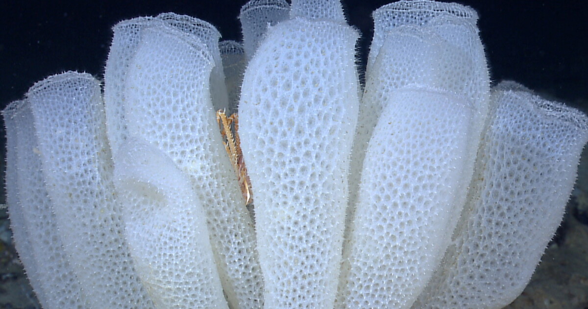 Sea sponges serve as inspiration for strong, lightweight metamaterials