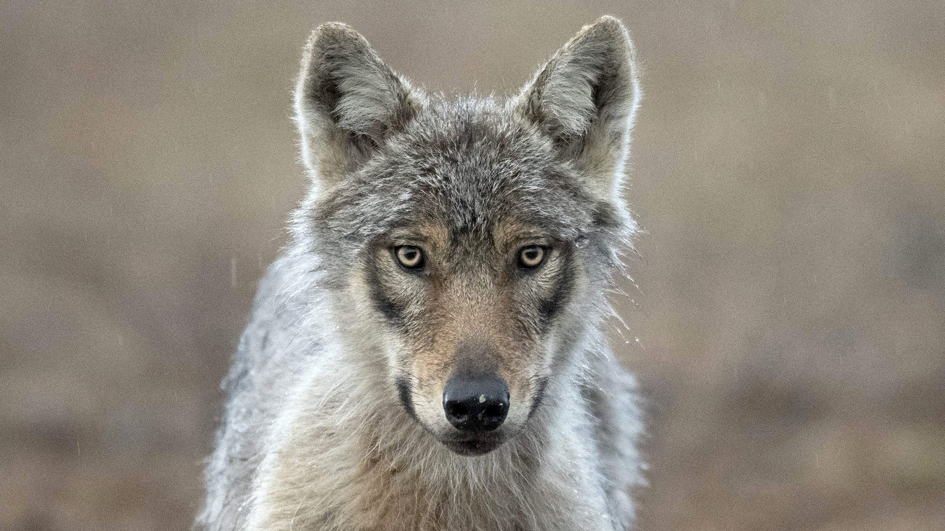 Wolves roam into Finnish villages after Google destroys 1,300 acres of forest for AI data centers — forest where wolf packs used to live is now an expanse of mud
