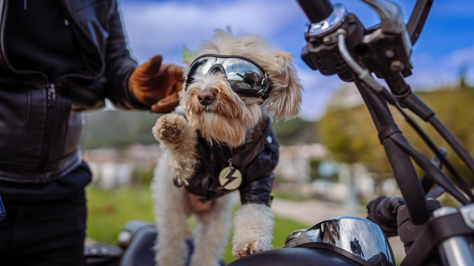 Want To Bring Your Dog On A Motorcycle Ride? Here Are 5 Things To Consider First – SlashGear