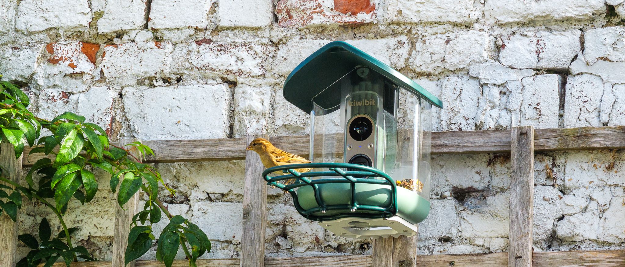 This 4K bird feeder camera nails focus, but its video frame rates let it down