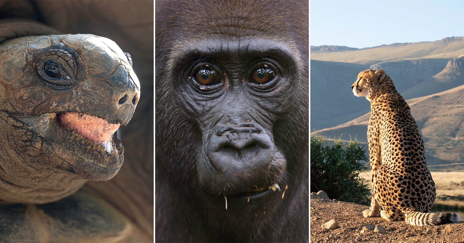 Nat Geo’s ‘Africa’ Doc Features Six World’s Firsts and Required 300 Days of Filming In 33 Countries