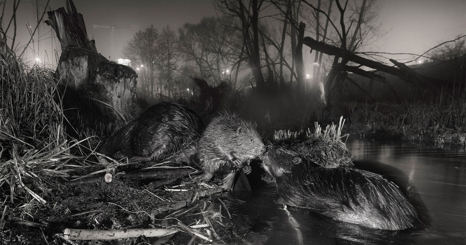 Award-Winning Photo of City-Dwelling Beavers Celebrates Wildlife’s Strength